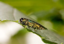 Communities Need to Plan for Emerald Ash Borer Now