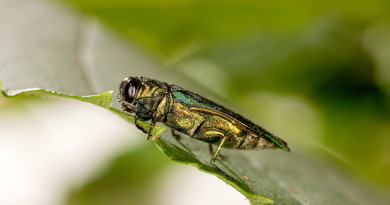 Communities Need to Plan for Emerald Ash Borer Now
